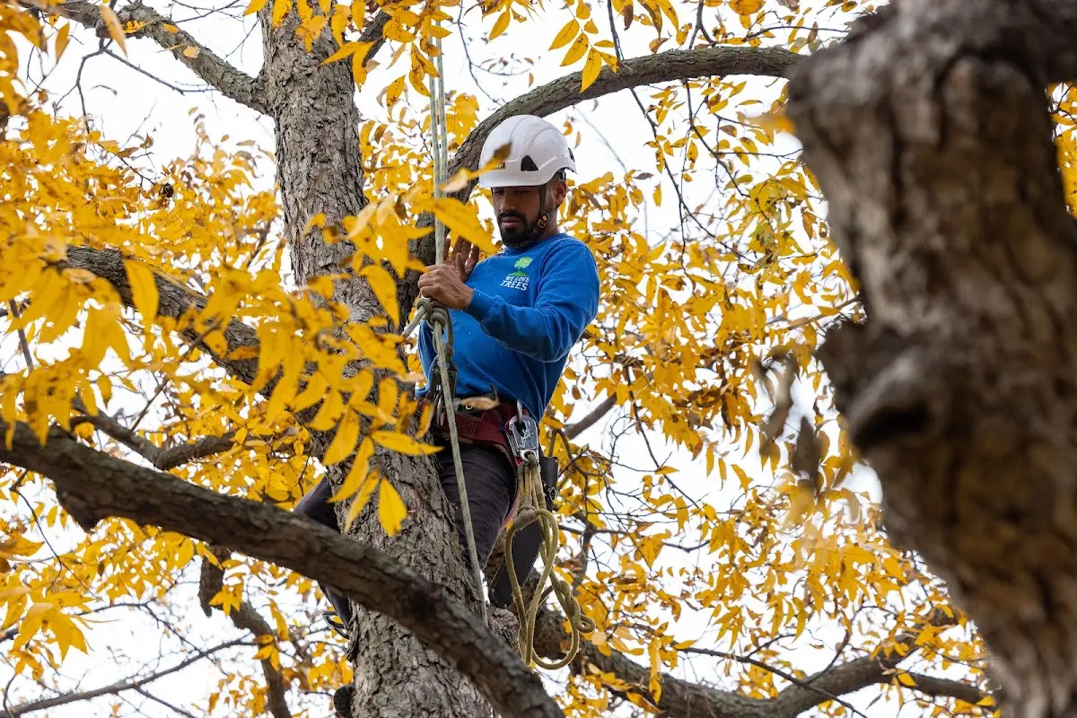 Skilled Tree Trimming crew working in Stony Point