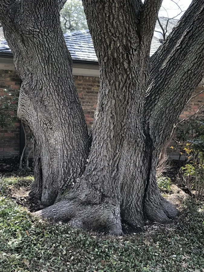 Mature heritage tree close to a Stony Point property cared for by certified arborists